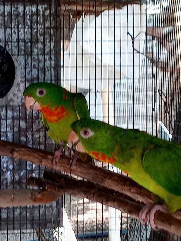 crimson-red-fronted-conure-for-sale