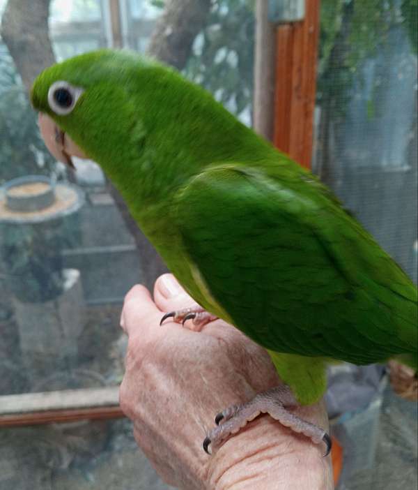 orange-red-fronted-conure-for-sale