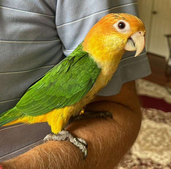 caique-for-sale