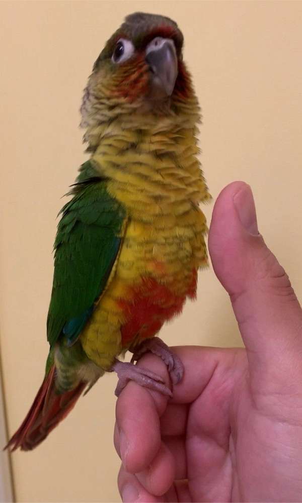 parrot-for-sale-in-gaithersburg-md