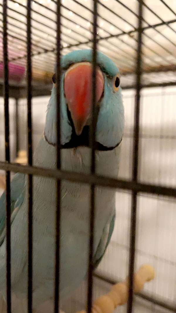 ringneck-parakeet-for-sale