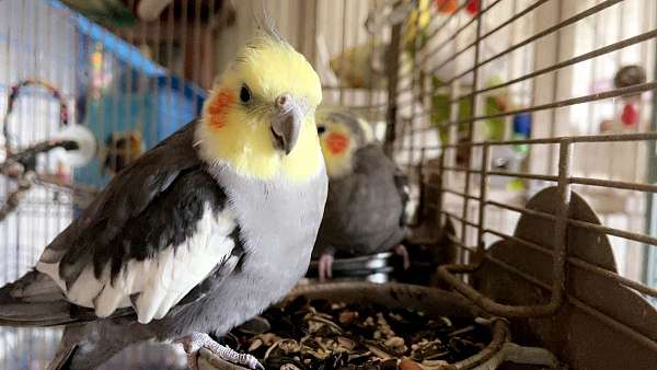 cockatiel-for-sale