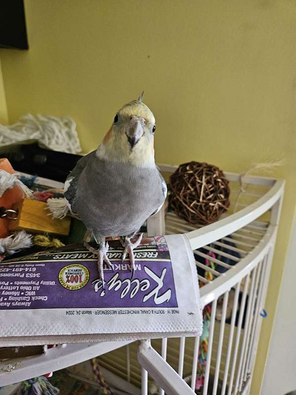 cockatiel-for-sale-in-canal-winchester-oh