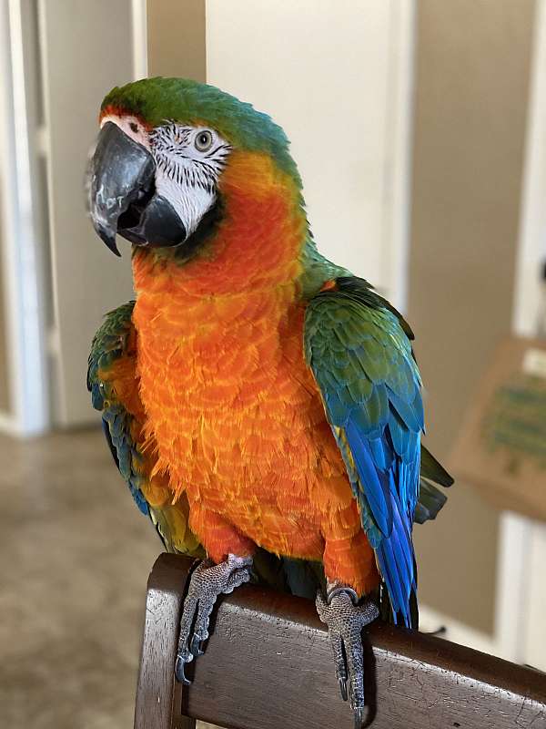 hybrid-macaw-for-sale-in-johnstown-oh