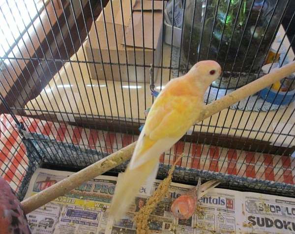 bourke-parakeet-for-sale