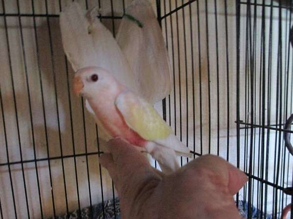 lutino-bourke-parakeet-for-sale