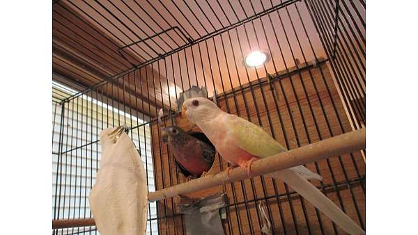 lutino-bird-for-sale