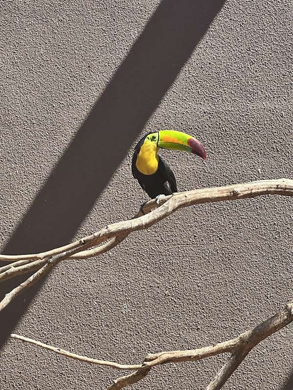 toucan-for-sale