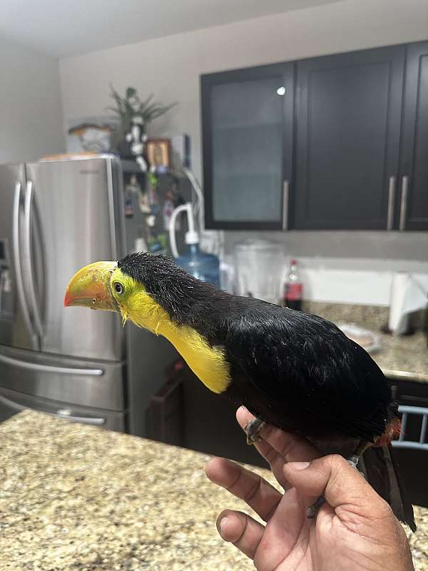 male-female-toucan-for-sale