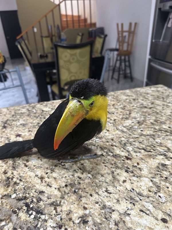 toucan-for-sale