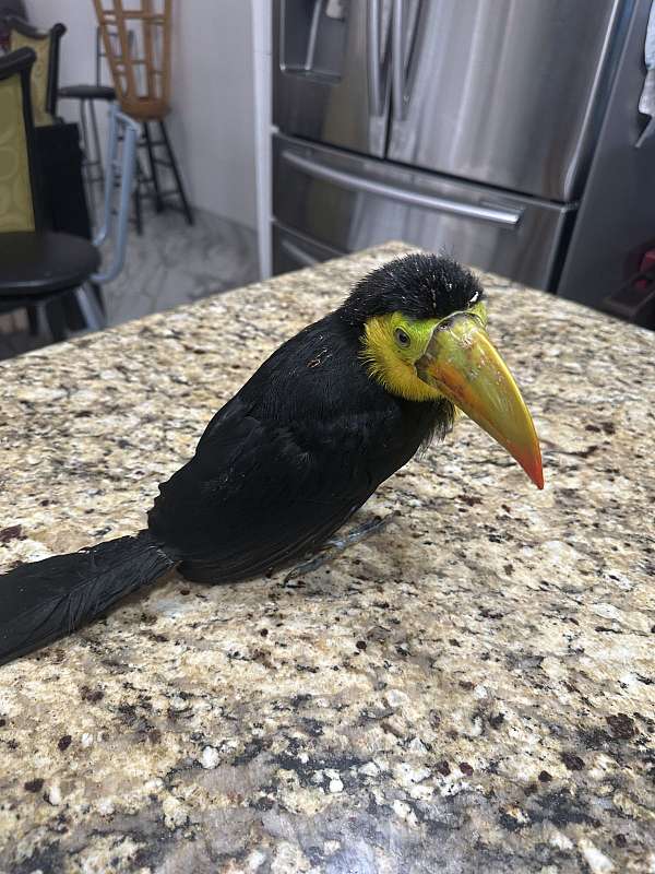 toucan-for-sale-in-chula-vista-ca