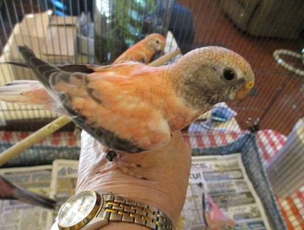 tame-bird-for-sale-in-north-bend-or