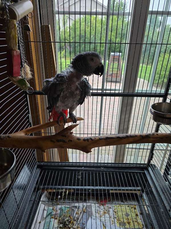 african-grey-parrot-for-sale