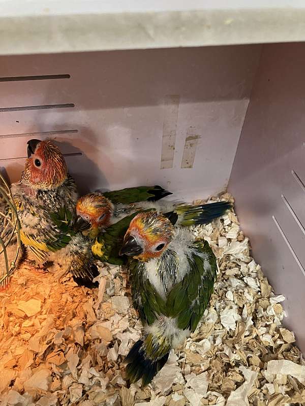 sun-conure-for-sale-in-luling-tx