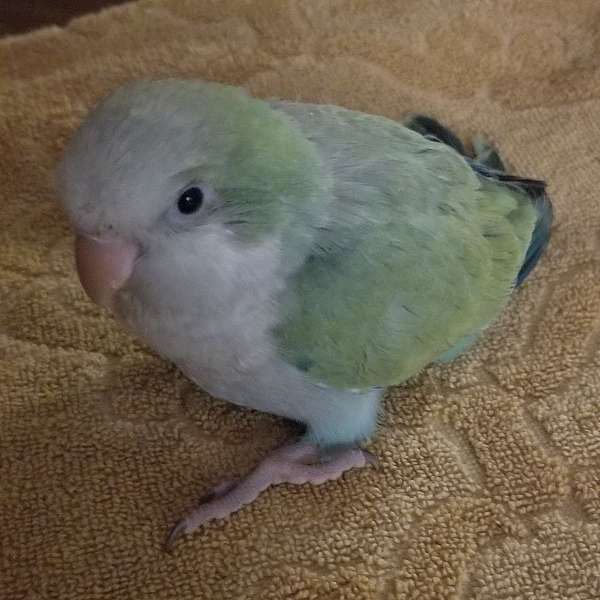 quaker-parrots-for-sale-in-polk-city-fl