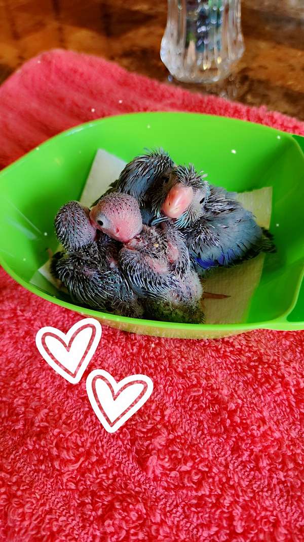 pacific-parrotlet-for-sale