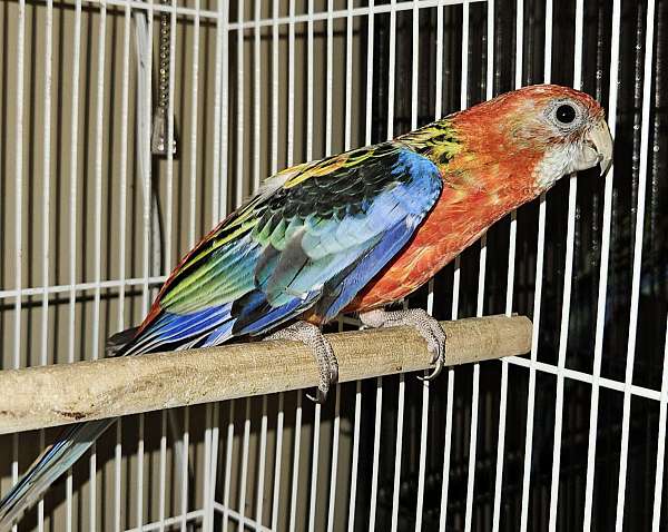 rosella-parakeet-for-sale