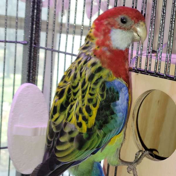 rosella-parakeet-for-sale-in-keyser-wv