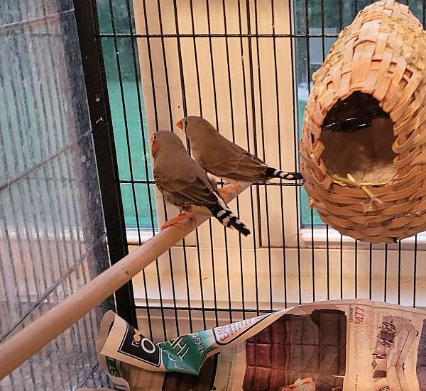 zebra-finch-for-sale