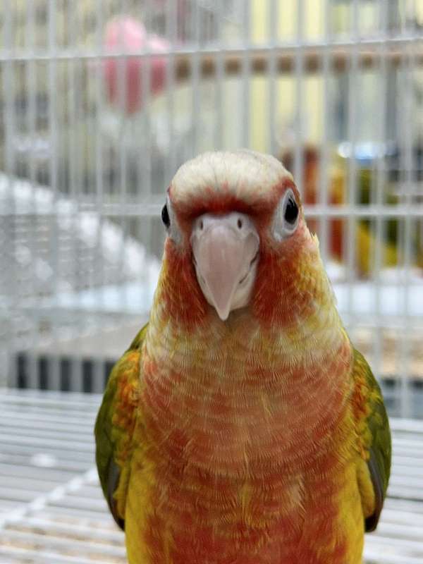 handfed-bird-for-sale-in-longwood-fl