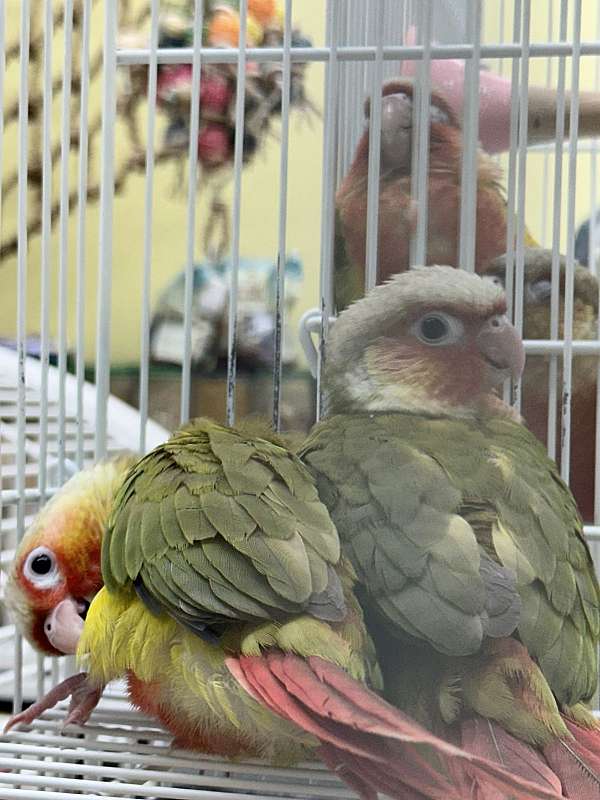 conure-for-sale