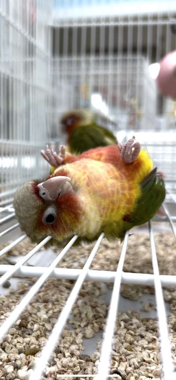 conure-for-sale-in-longwood-fl