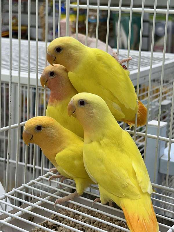 lovebird-for-sale-in-longwood-fl