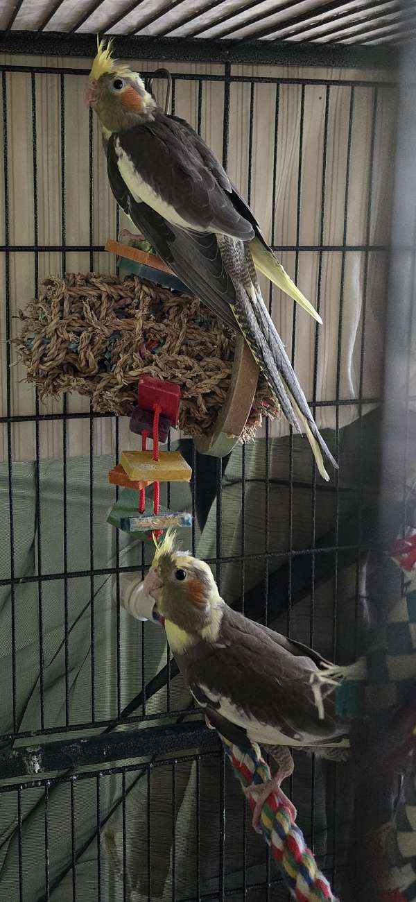 cockatiel-for-sale-in-wake-forest-nc