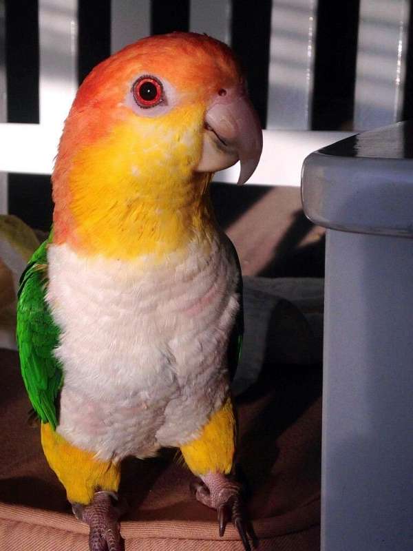 white-bellied-caique-for-sale-in-dearborn-heights-mi