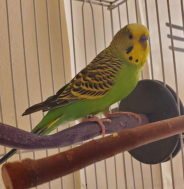 male-bird-for-sale-in-universal-city-tx