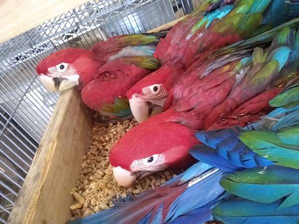 green-wing-macaw-for-sale