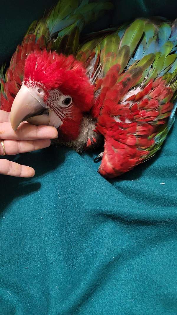 green-wing-macaw-for-sale-in-marion-sc