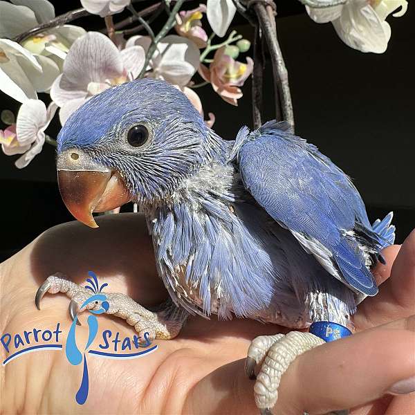 ringneck-parakeet-for-sale