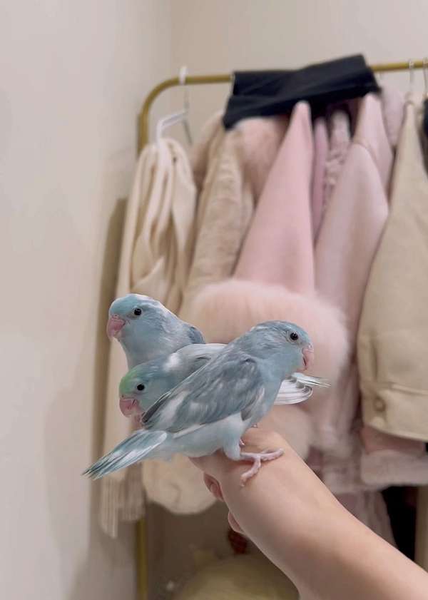 parrotlet-for-sale