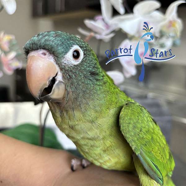 blue-crown-conure-for-sale