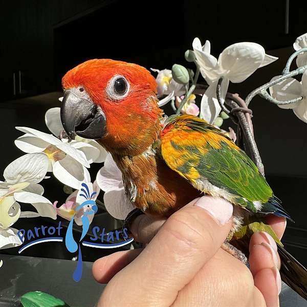 sun-conure-for-sale