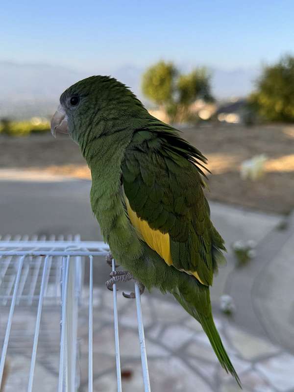 canary-for-sale-in-chino-ca