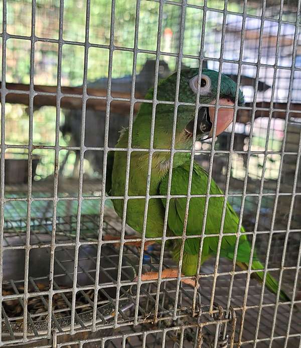 blue-crown-conure-for-sale-in-marion-sc