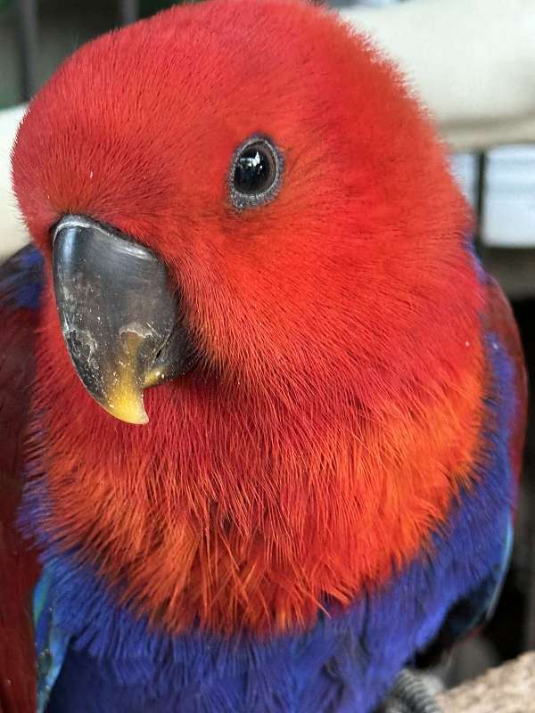 solomon-island-eclectus-parrots-for-sale