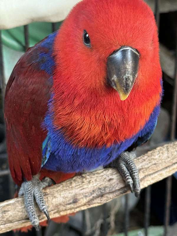 handfed-tame-solomon-island-eclectus-parrots-for-sale