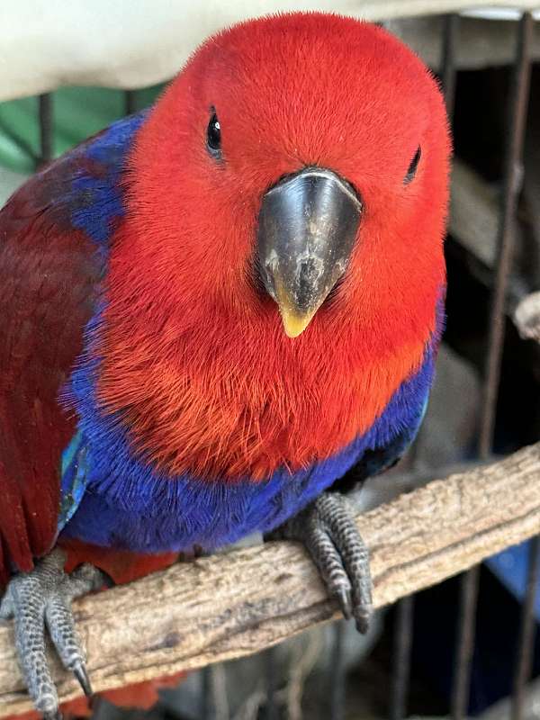 red-solomon-island-eclectus-parrots-for-sale