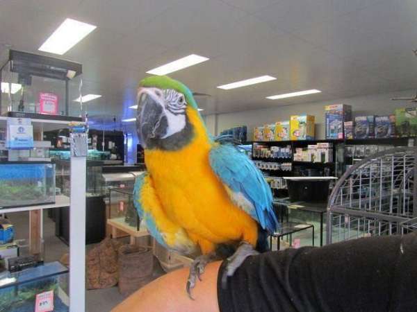 green-red-conure-parrot-for-sale