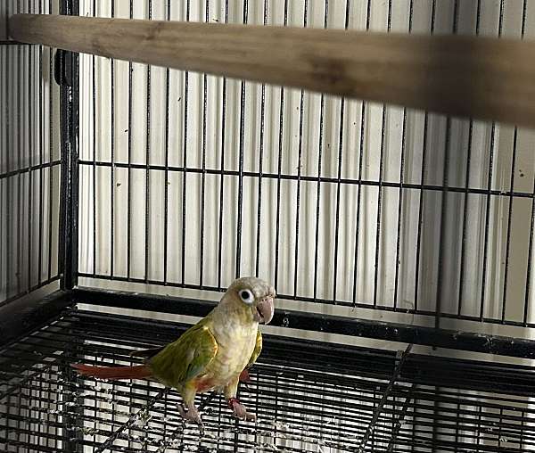 green-pineapple-aggressive-tame-bird-for-sale