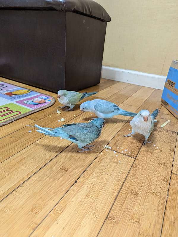 quaker-parrots-for-sale