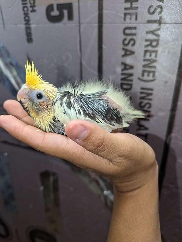 cockatiel-for-sale