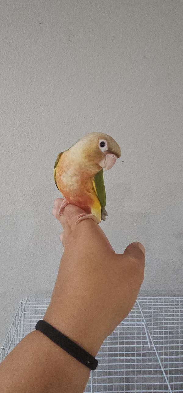 green-cheek-conure-for-sale