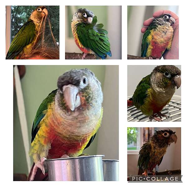 green-cheek-conure-for-sale-in-aurora-co