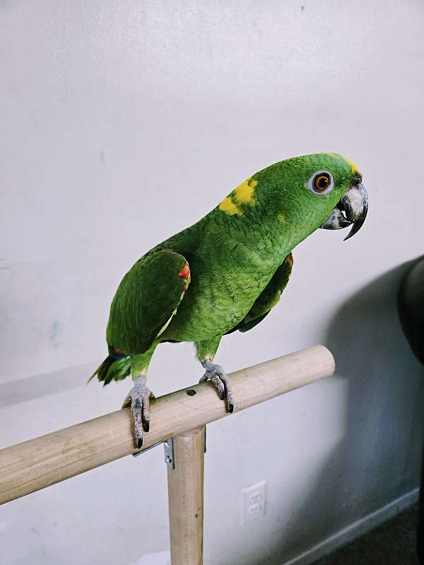 amazon-parrot-for-sale