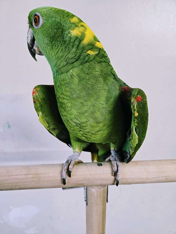 amazon-parrot-for-sale-in-baltimore-md