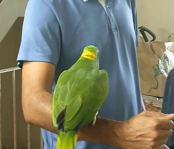 adult-amazon-parrot-for-sale